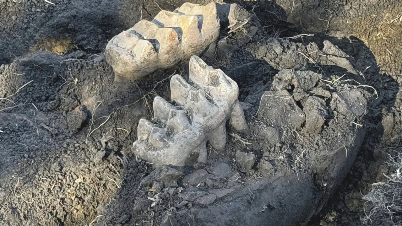 O homem que fez uma descoberta histórica no quintal de casa