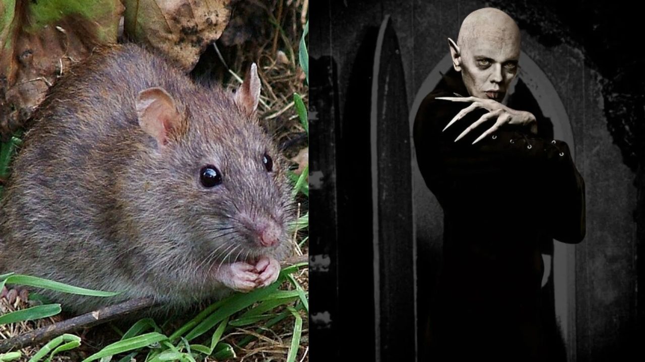 Nosferatu: Filme cai em polêmica com ativistas ao utilizar ratos