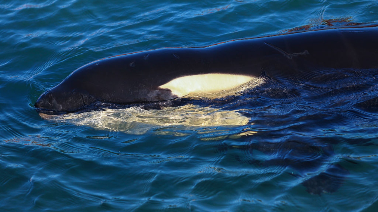 O inusitado hábito de orcas que voltou a ser observado por biólogos