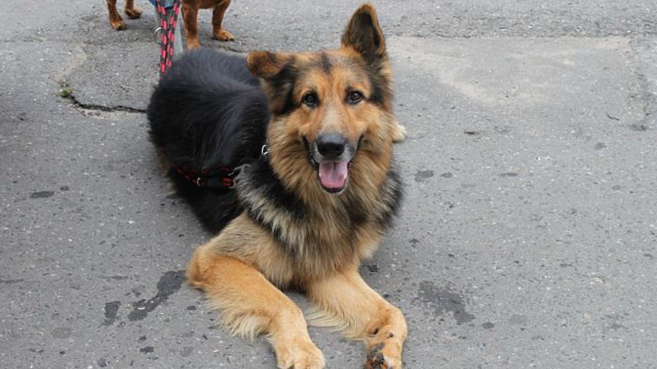 Saiba como funcionará o recém-criado Cadastro Nacional dos Pets