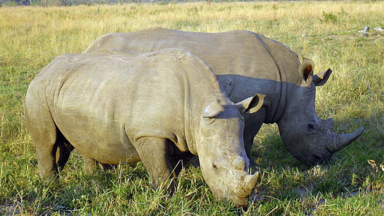 Entenda o que causou a morte de quatro rinocerontes no Zimbabue
