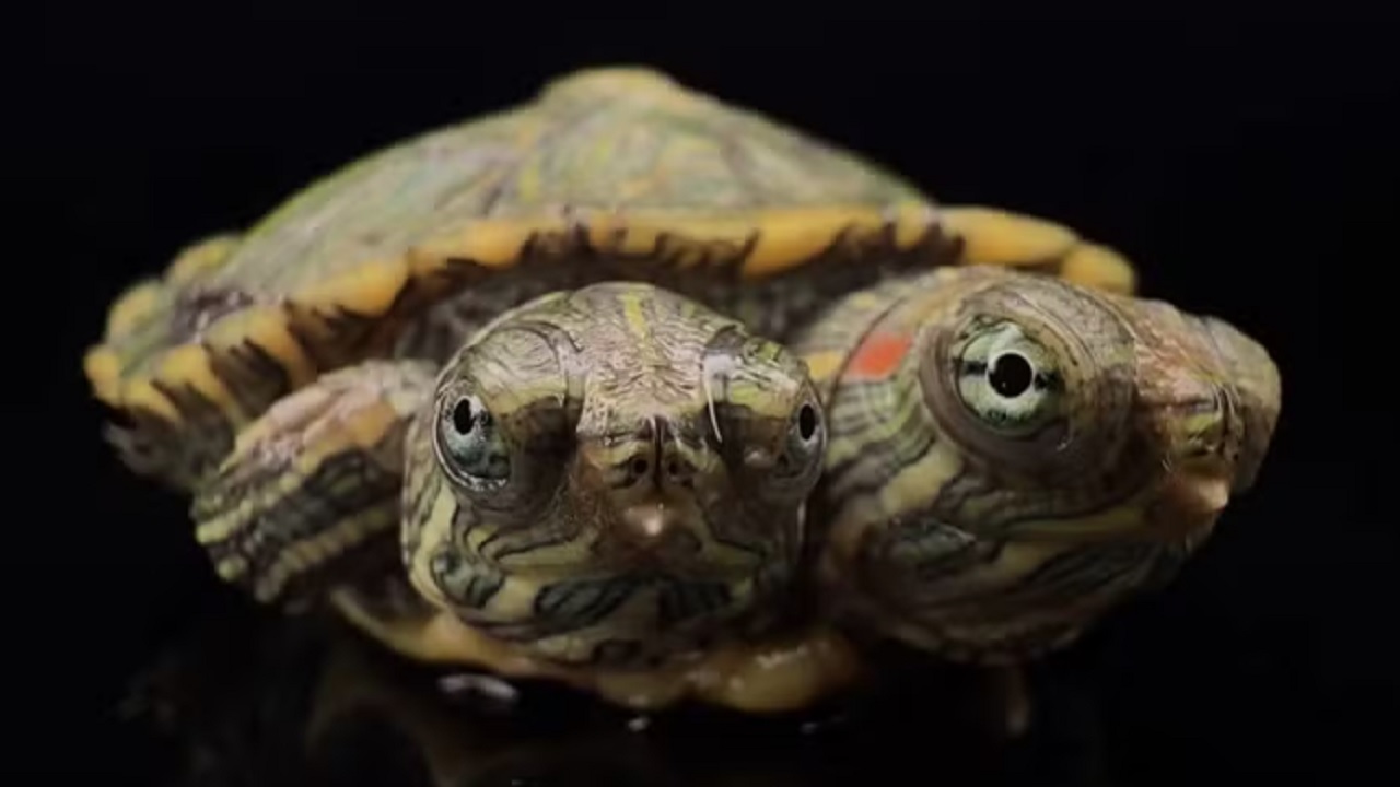 Loja de animais exóticos viraliza ao apresentar tartaruga de duas cabeças