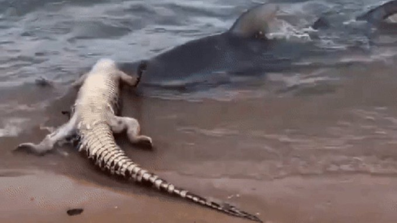 Inusitado: Tubarão ataca crocodilo em praia australiana