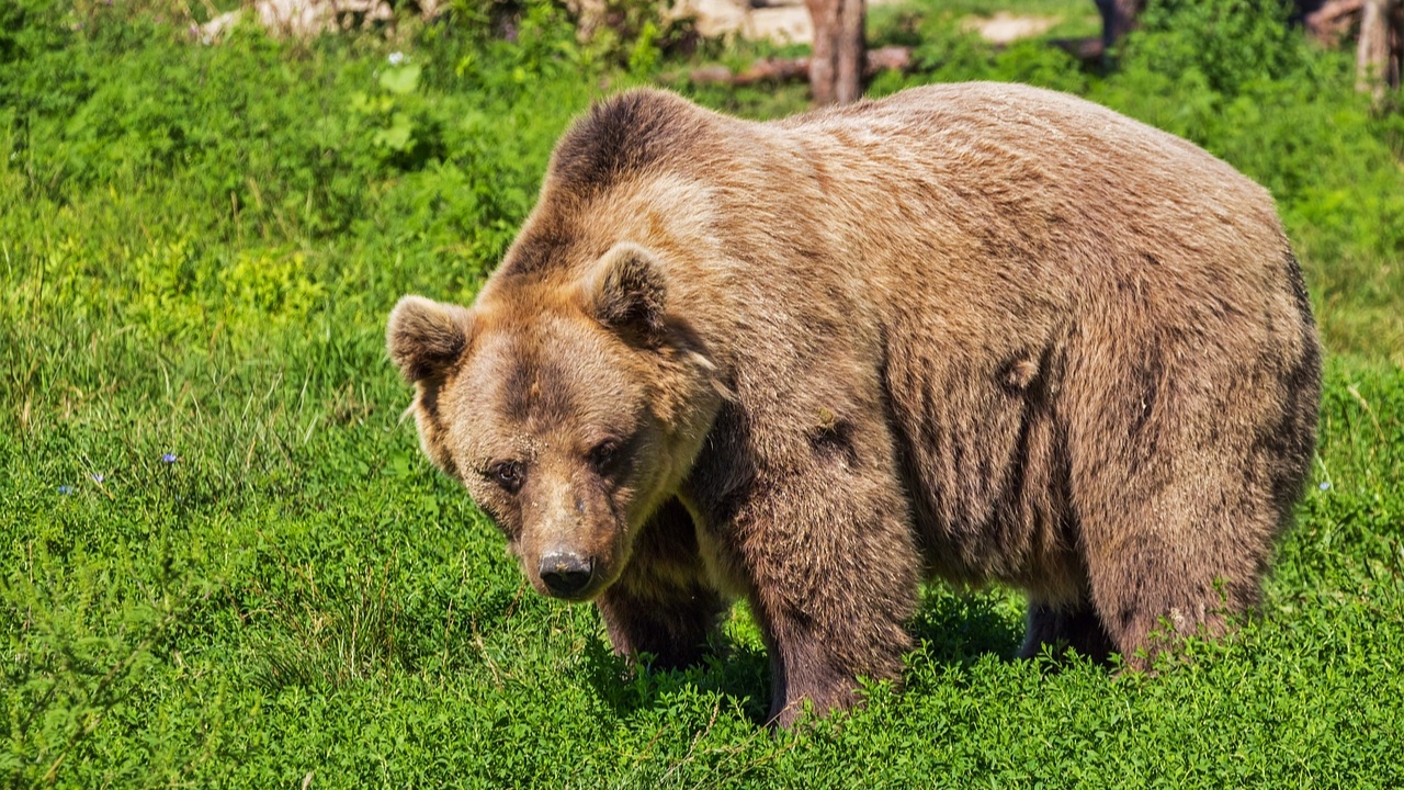 Após ser baleado em árvore, urso cai em cima de caçador nos EUA