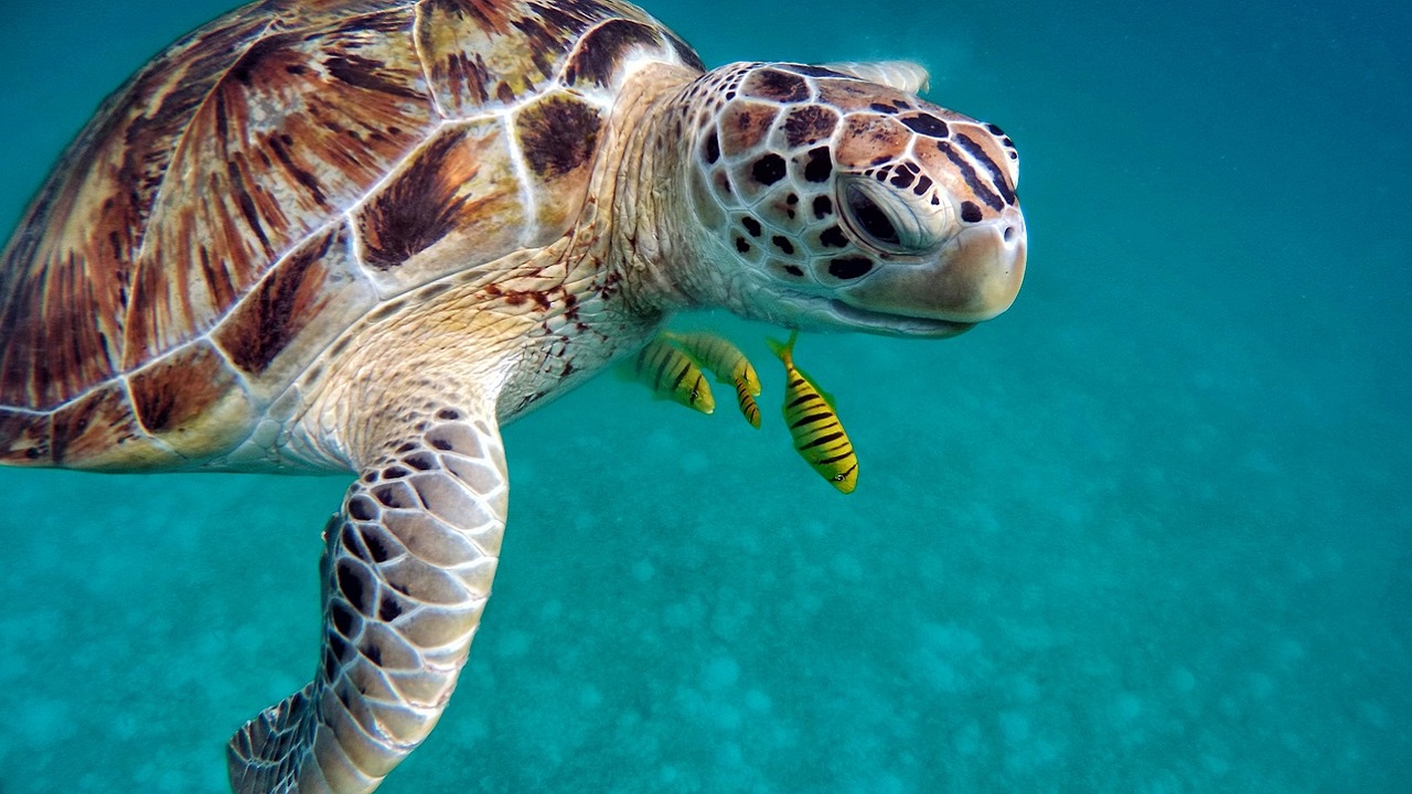 Três pessoas morreram após comerem tartaruga marinha ameaçada de extinção
