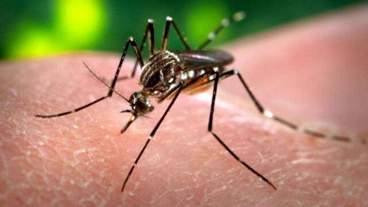 Cientistas encontram resposta para relação entre zika e microcefalia
