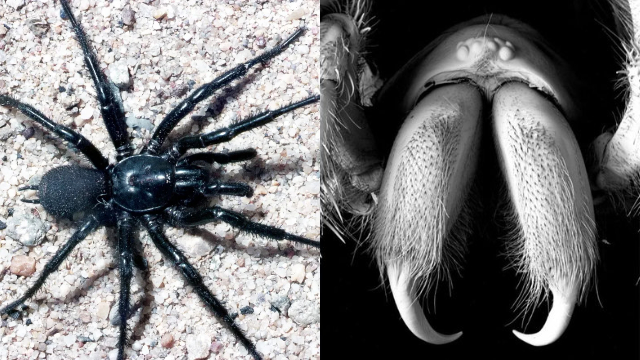 Conheça ‘Big Boy’, uma das aranhas mais letais do mundo
