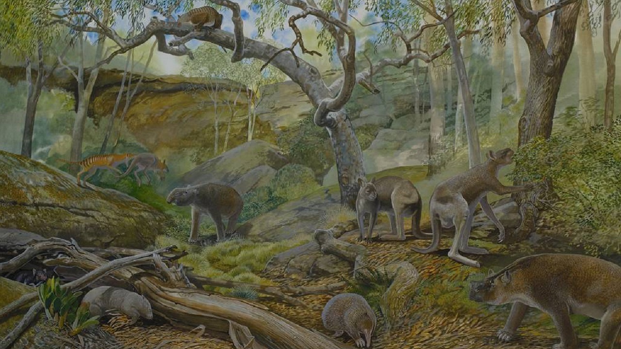 Extinção de espécie de cangurus, há 40 mil anos, foi causada por ação humana