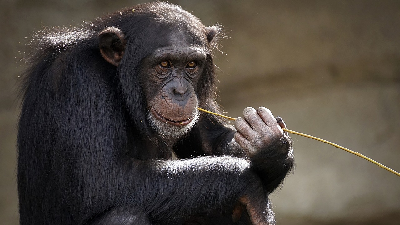 Igual ao bocejo: urinar é ‘contagioso’ para chimpanzés, revela novo estudo