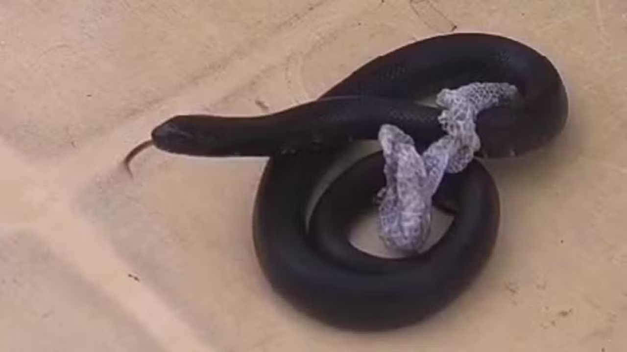 Cobras da espécie real-mexicana-negra são apreendidas em Fortaleza