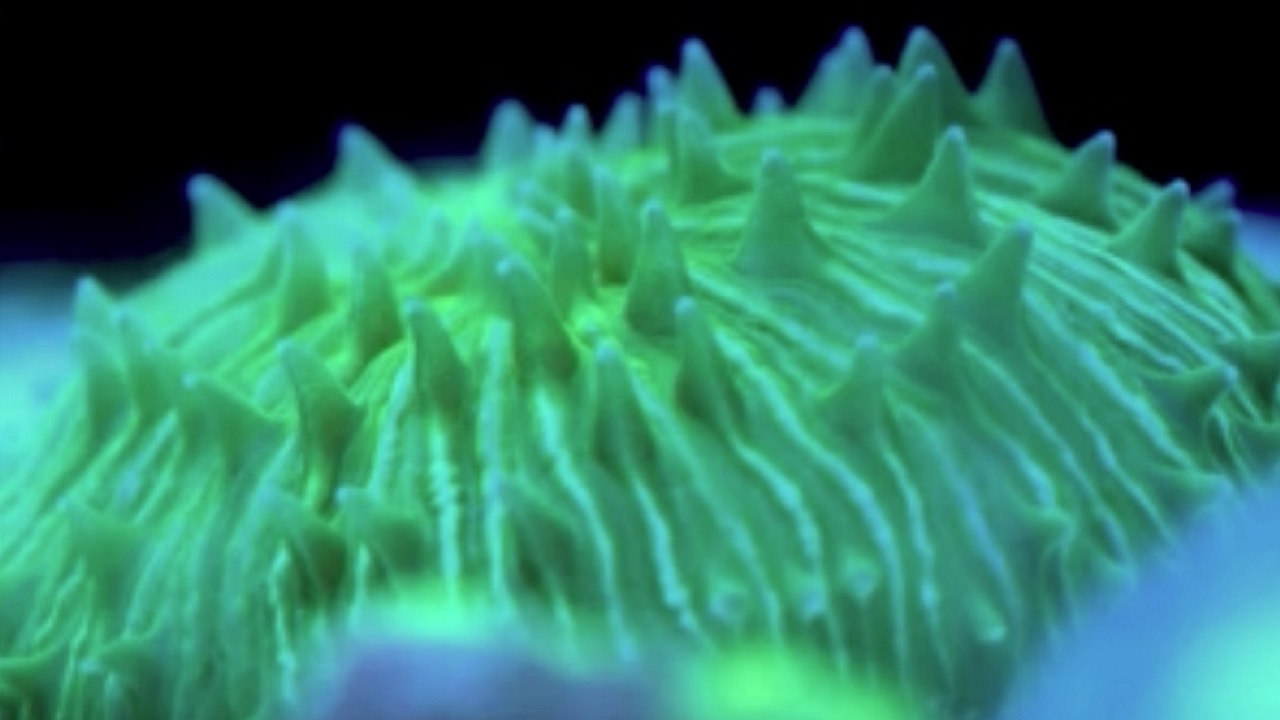 Coral mostra habilidade de ‘caminhar’ em busca de luz, revela estudo