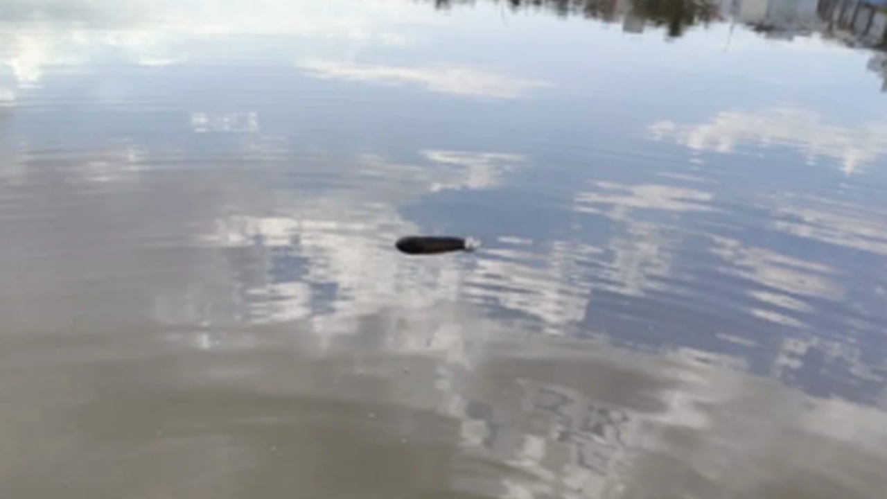 Bombeiros são acionados para resgate de ‘corpo’ em lago e encontram cena inusitada