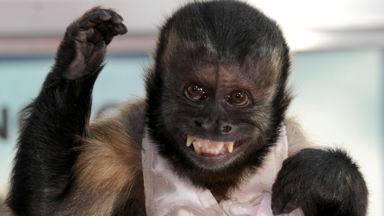 A história de Crystal, a macaquinha mais famosa de Hollywood