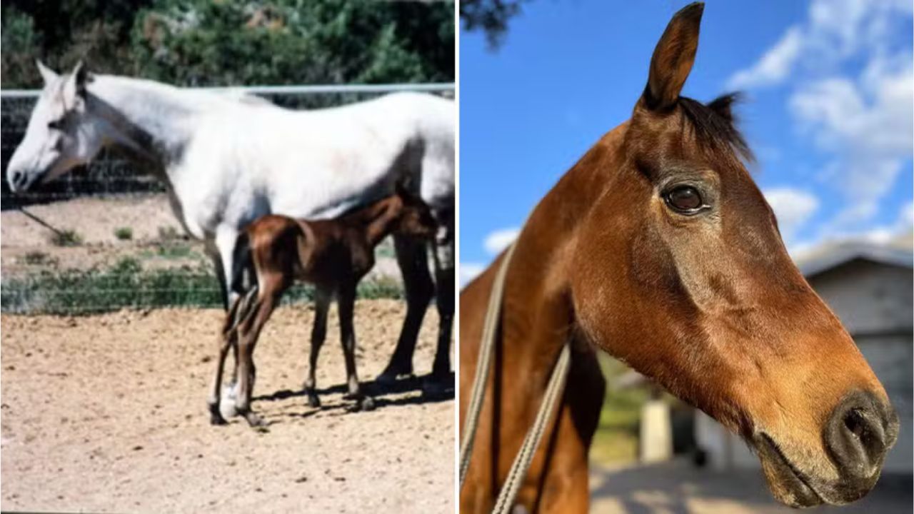 Com idade equivalente a 110 anos humanos: morre égua mais velha do mundo