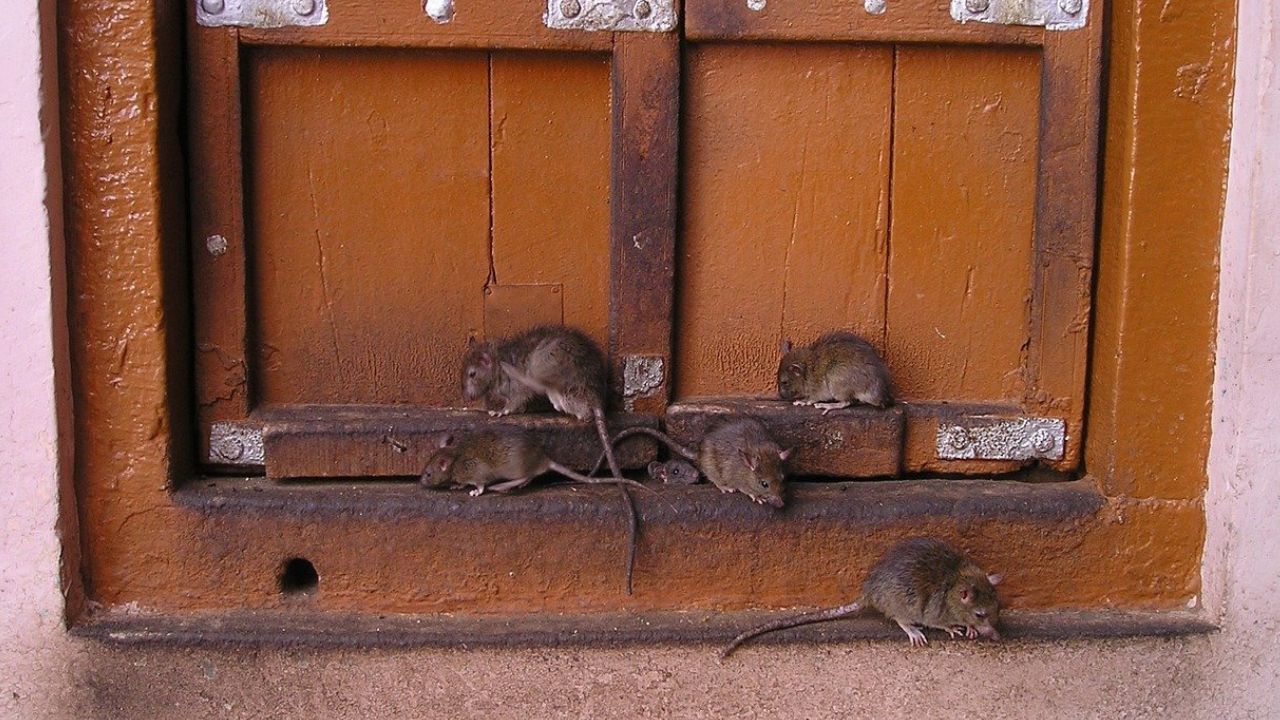 Ratos viciados em drogas podem destruir provas de crimes nos EUA
