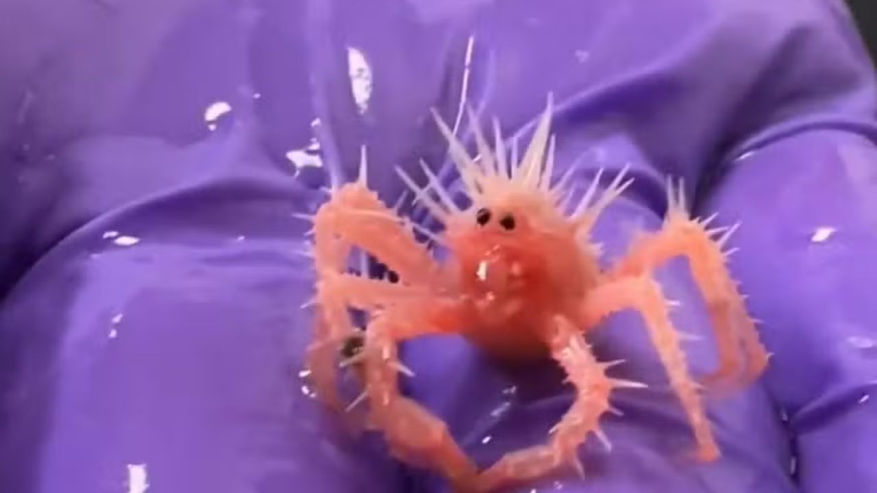 Bebê caranguejo com cara de alienígena viraliza nas redes sociais