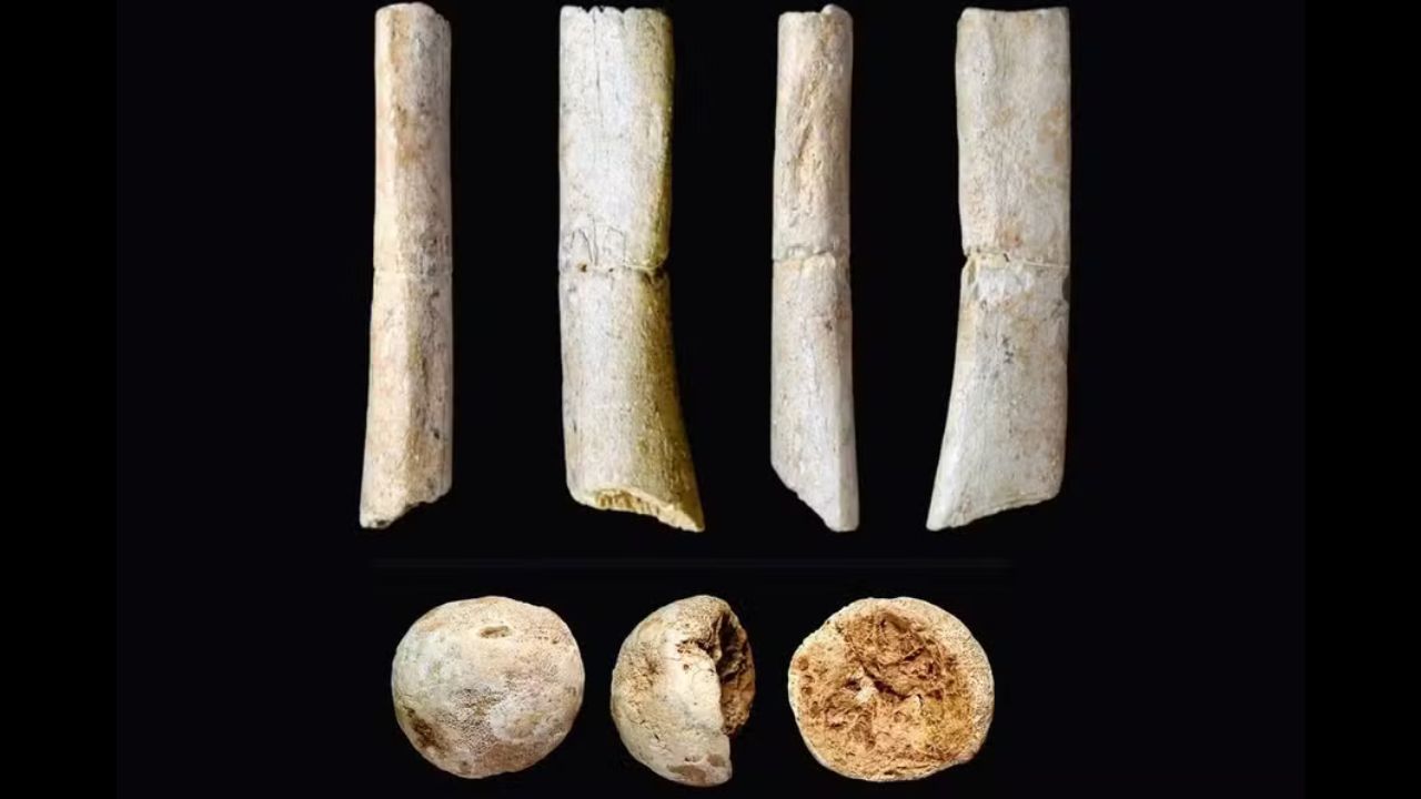 Fóssil humano mais antigo do Japão não era humano, descobrem pesquisadores