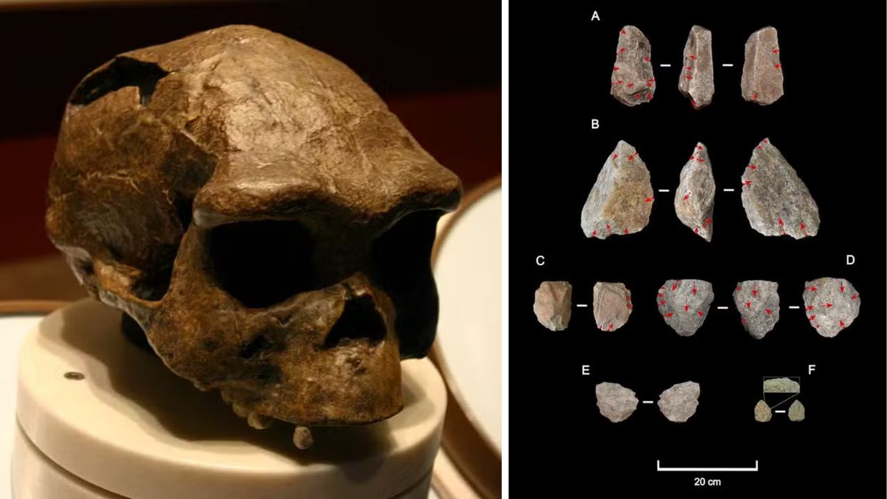 Estudo aponta que Homo erectus se adaptou a ambientes desérticos há 1,2 milhão de anos