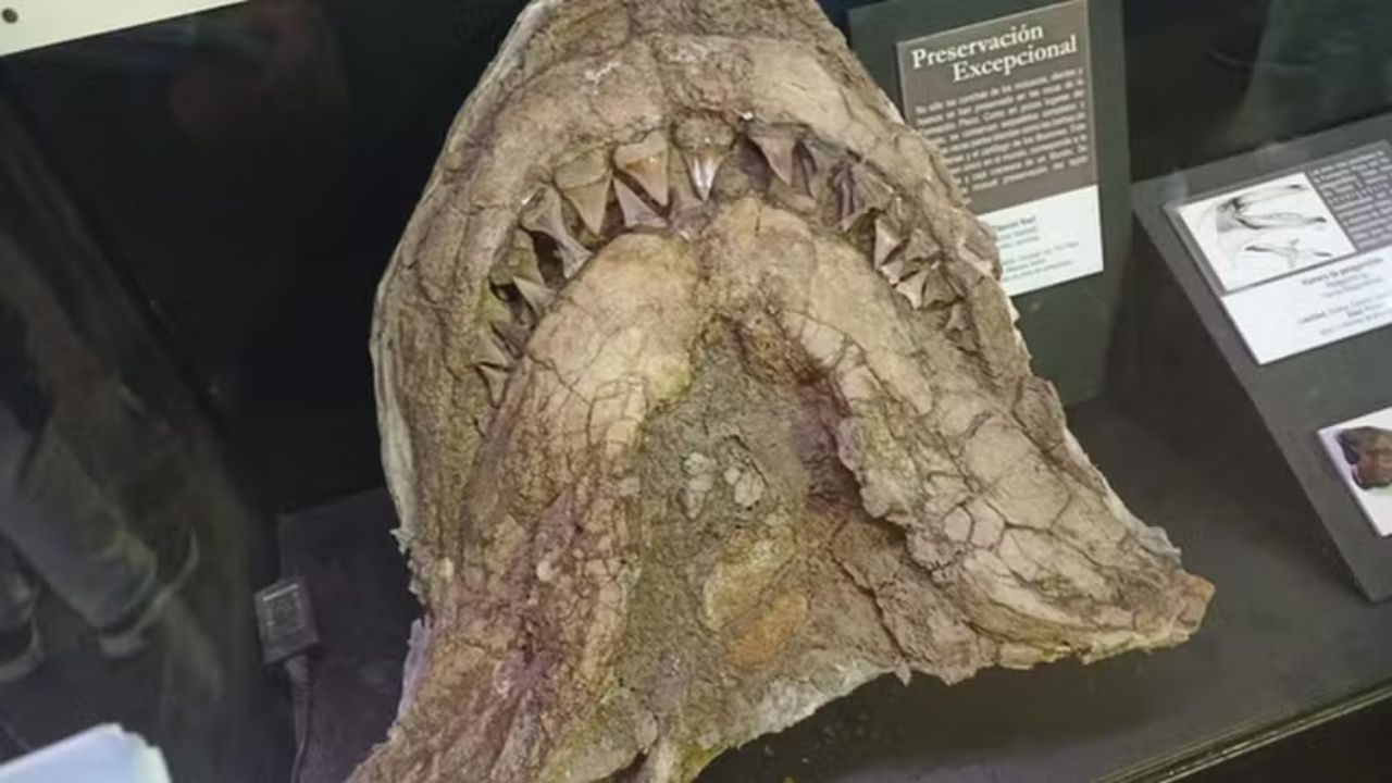 Fóssil de ancestral do tubarão-branco de 9 milhões de anos é encontrado no Peru