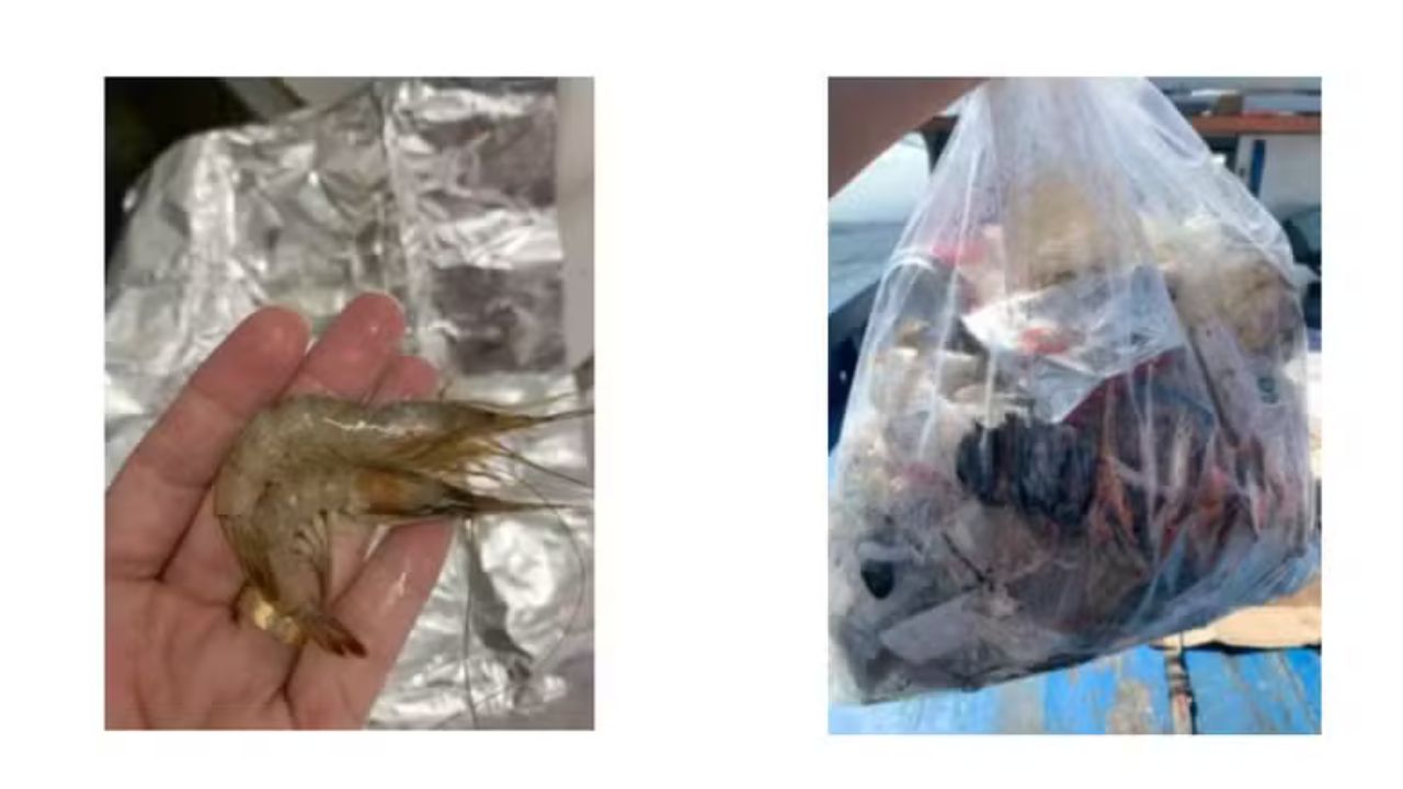 Microplásticos são encontrados em camarões no litoral de São Paulo