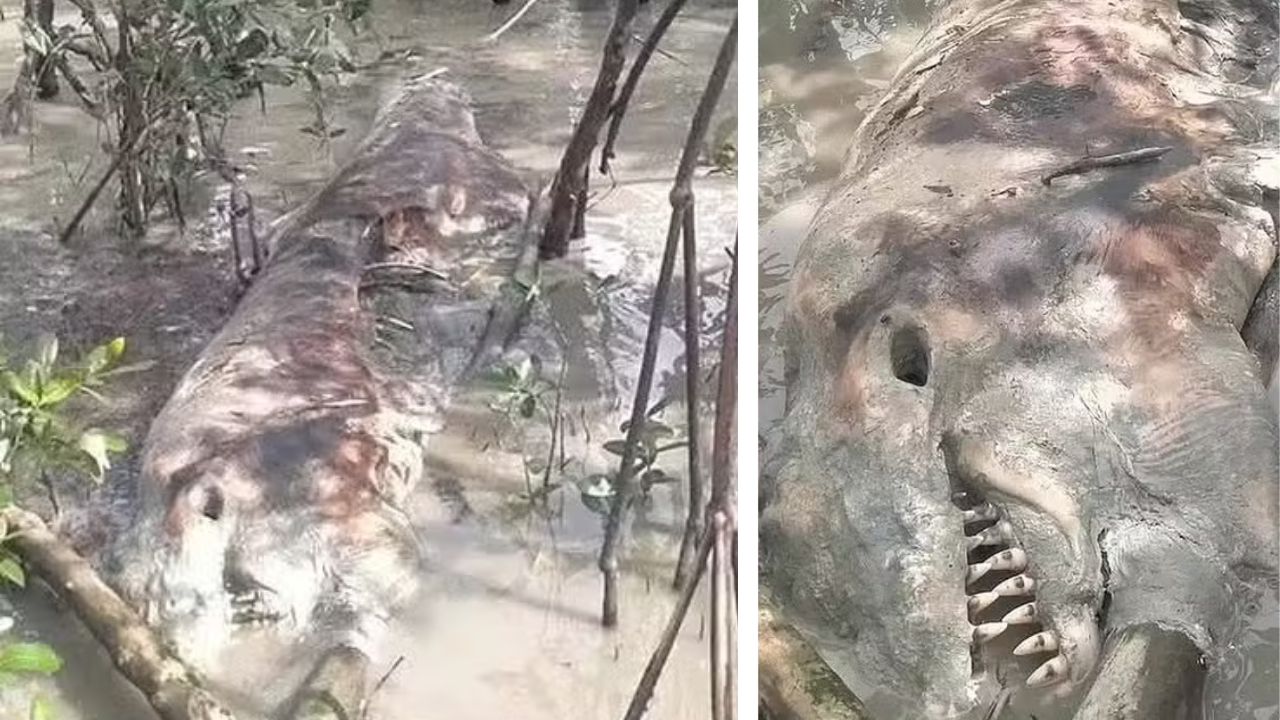 Restos mortais de criatura bizarra assustam pescadores de vilarejo tailandês