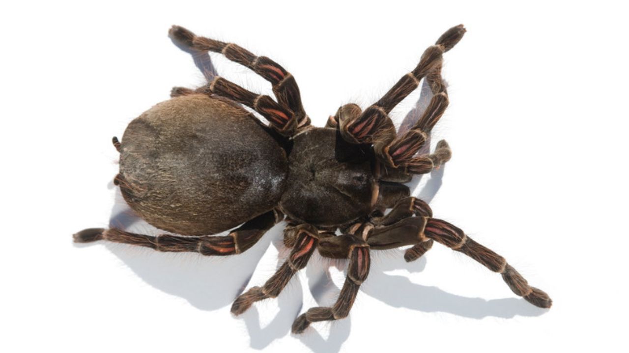 Da aparência ao veneno: conheça a maior aranha do mundo
