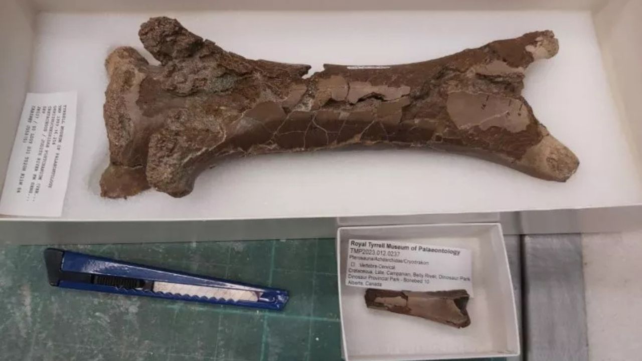 Pterossauro que viveu há 76 milhões de anos foi atacado por crocodilo