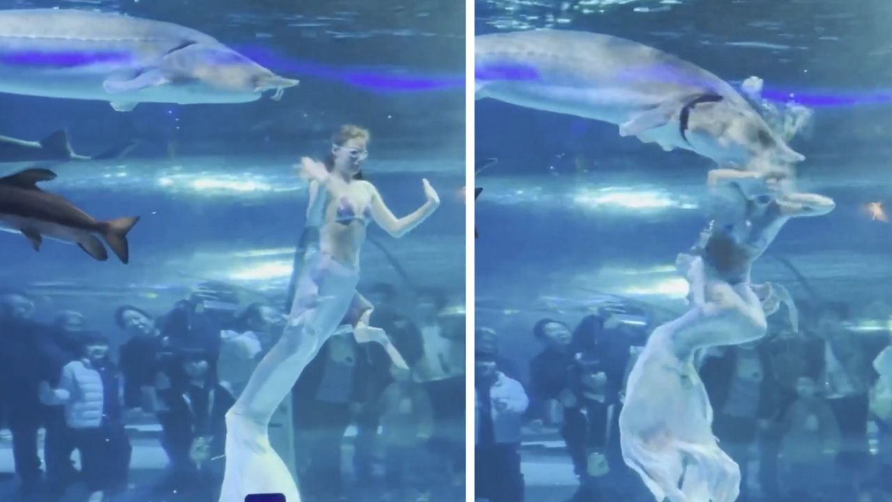 Peixe ataca jovem fantasiada de sereia em aquário na China