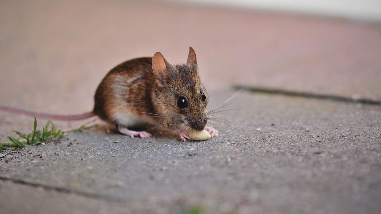 Criado em laboratório, rato com dois pais se desenvolve e chega à vida adulta