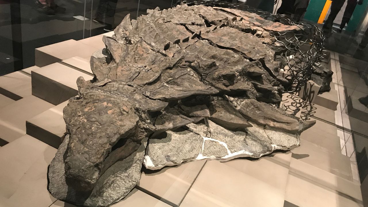 O curioso dinossauro ‘blindado’ que viveu há 110 milhões de anos