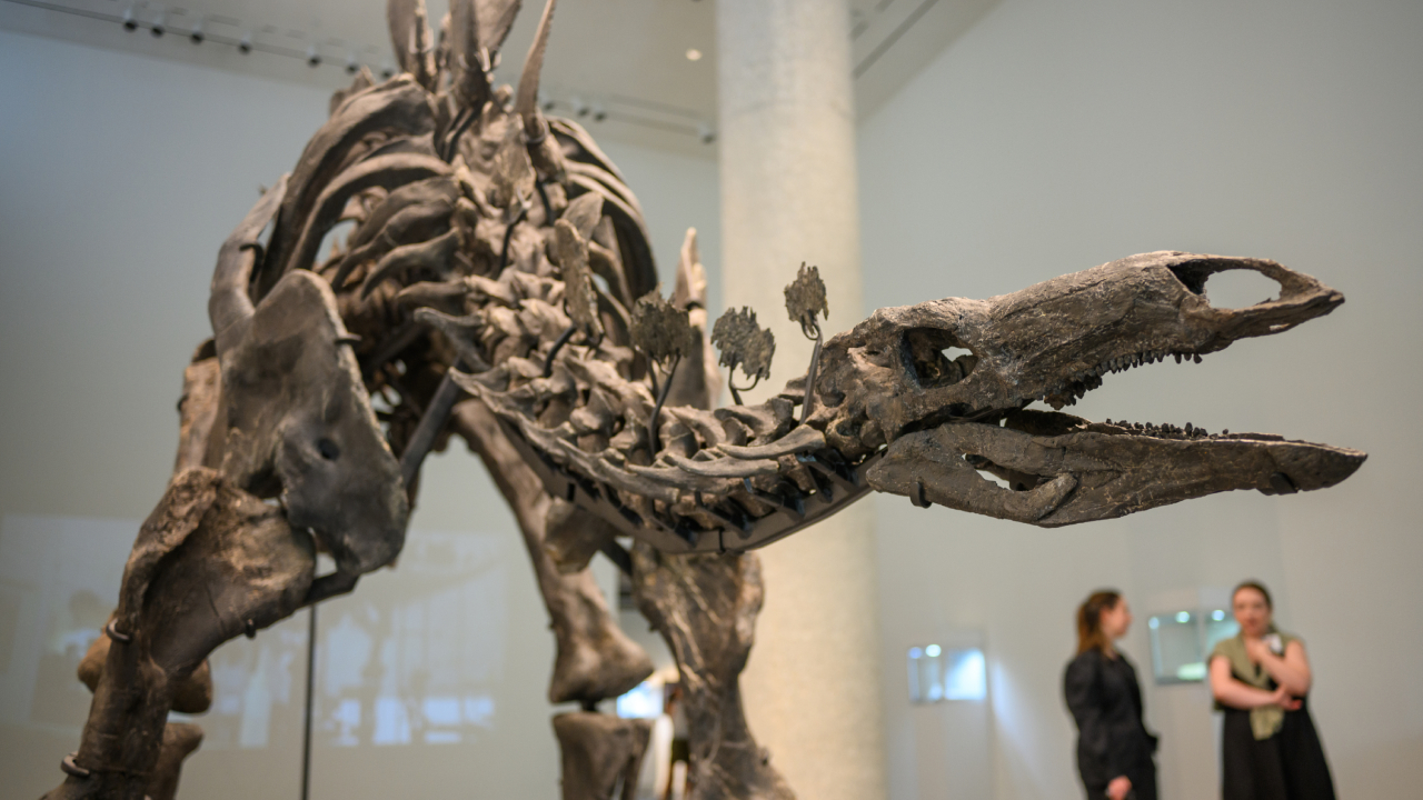 Apex: conheça o dinossauro que se tornou o ‘mais caro’ do mundo