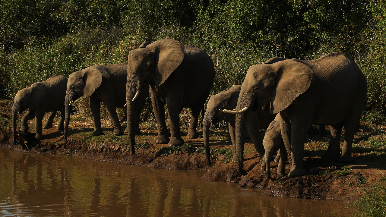 Turista morre pisoteado por elefante em reserva na África do Sul