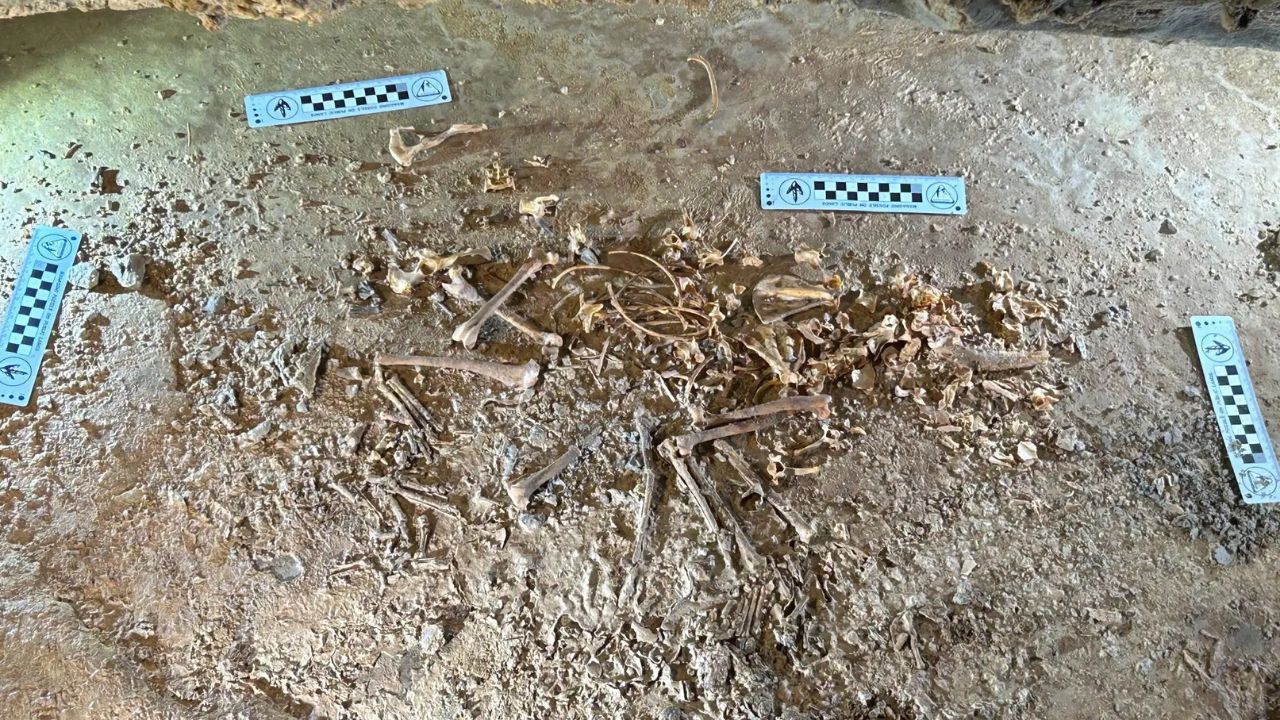 Esqueleto de raposa vermelha de 26 mil anos é descoberto em Utah