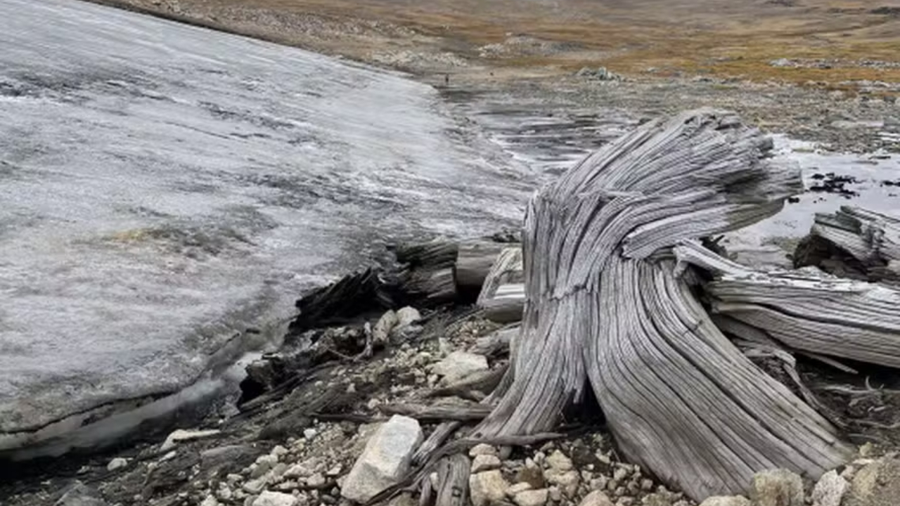 Derretimento de geleiras revela floresta de 6 mil anos nos Estados Unidos