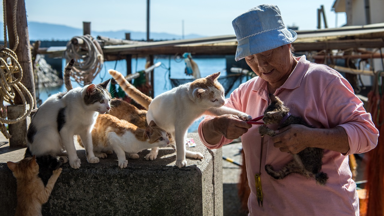 Japão: Entenda como a Ilha dos Gatos está enfrentando a extinção