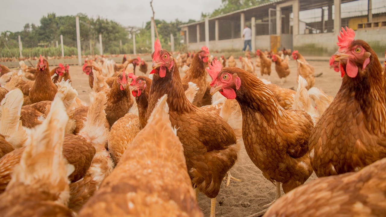 Surto de gripe aviária altamente patogênica afeta criadouro em Portugal