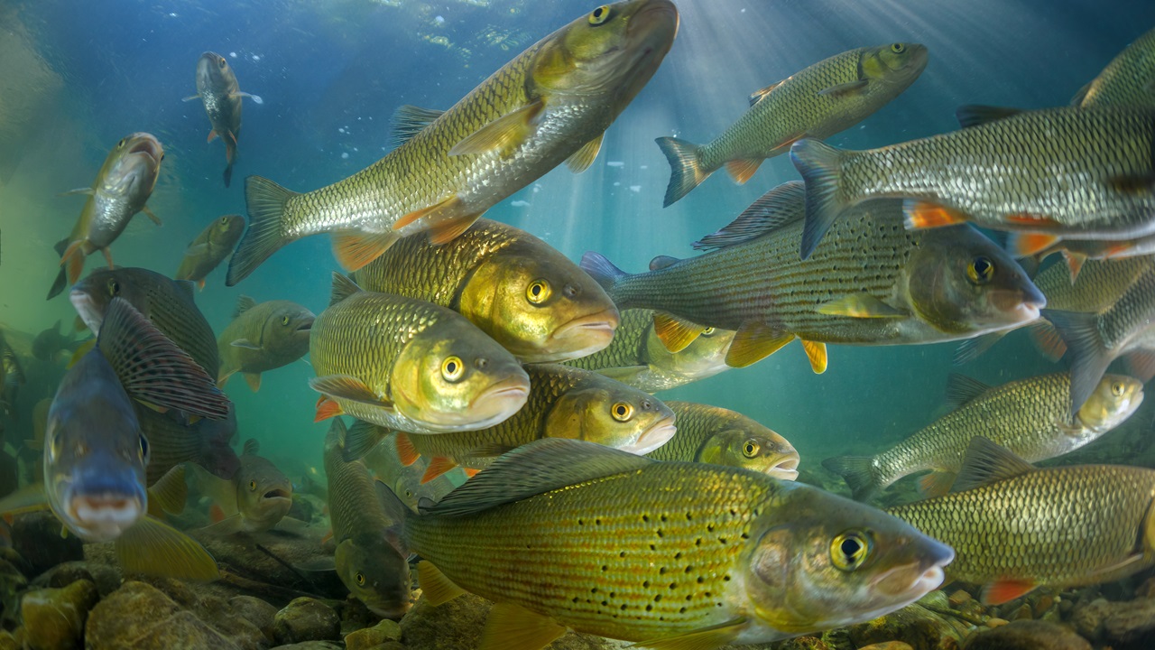 A relação entre dedos humanos e peixes, segundo estudo