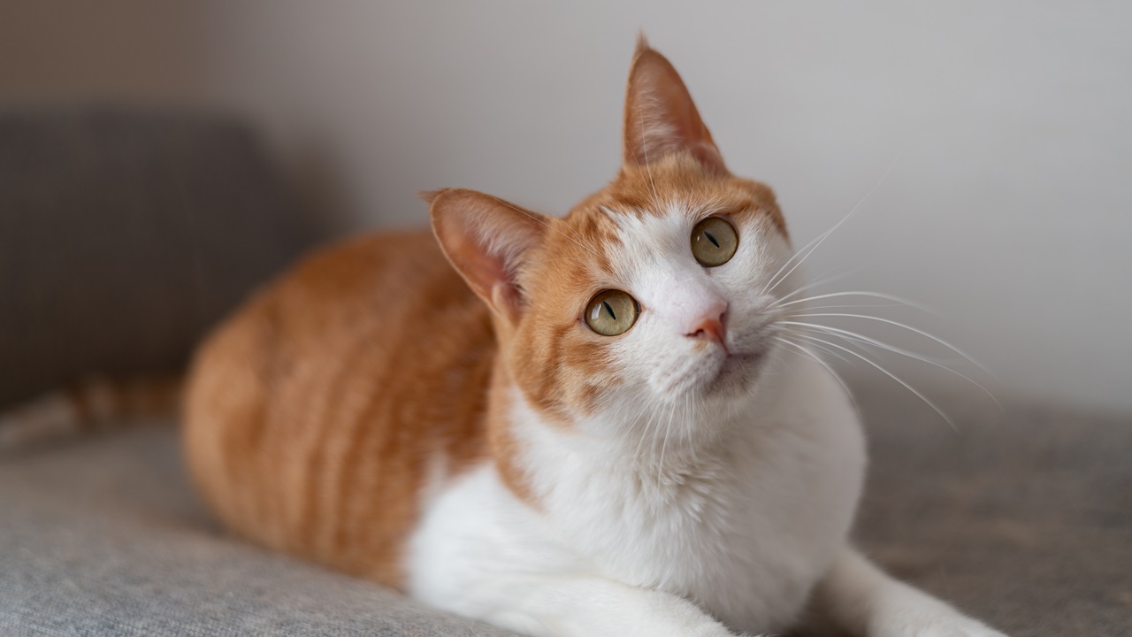 Gata faz três viagens de avião em 24 horas por erro de companhia aérea