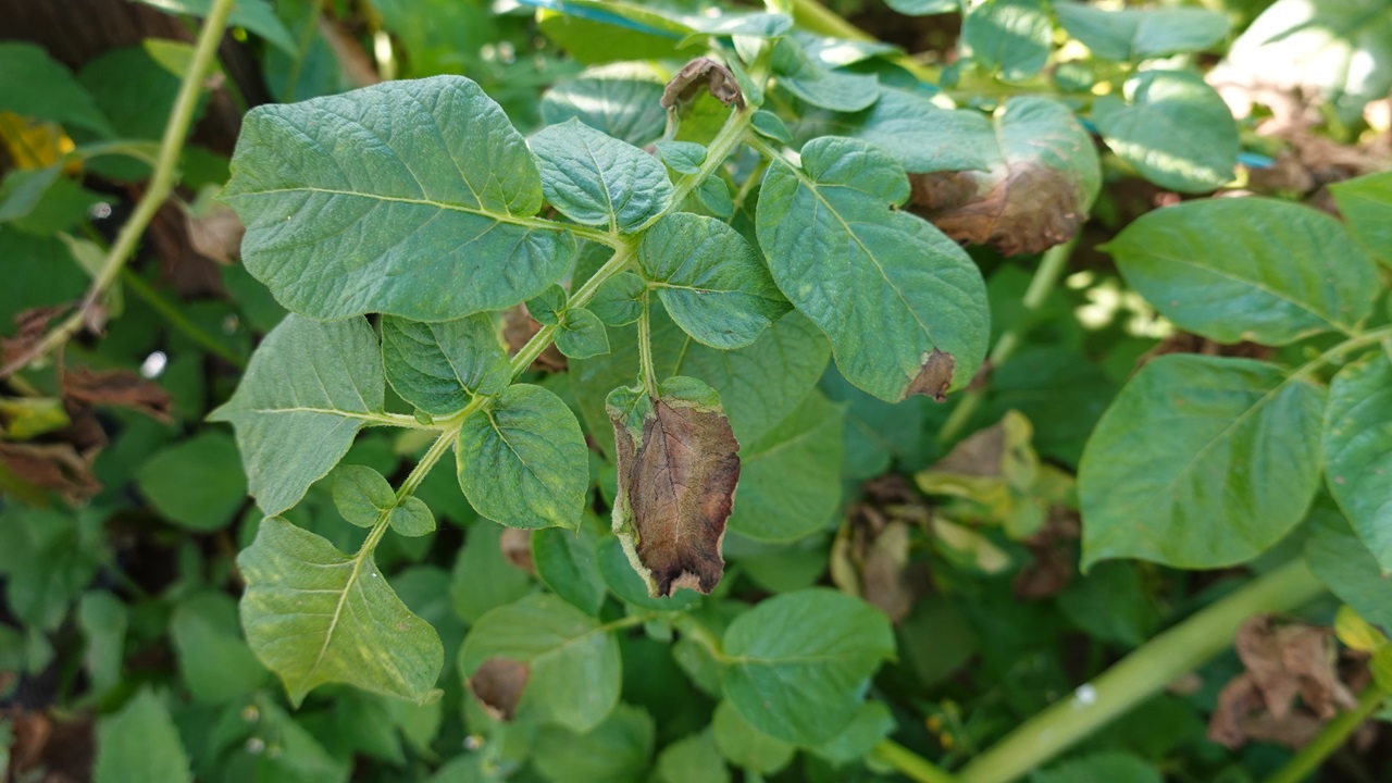 Batata dos Andes pode ter sido a origem da grande fome irlandesa