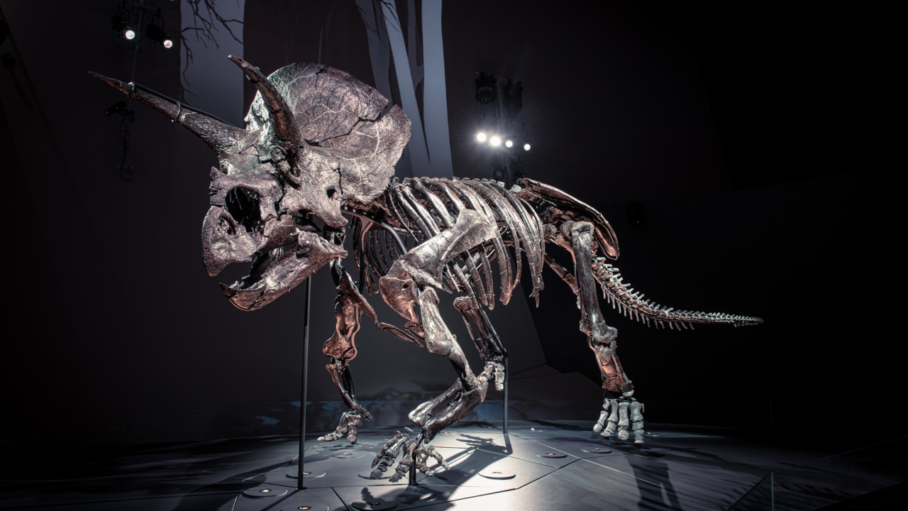 Pharrell Williams promove leilão de esqueleto de Triceratops
