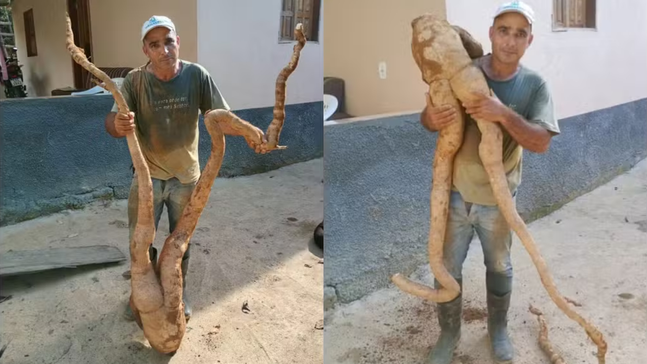 Agricultor colhe surpreendente mandioca com formato humano no Espírito Santo