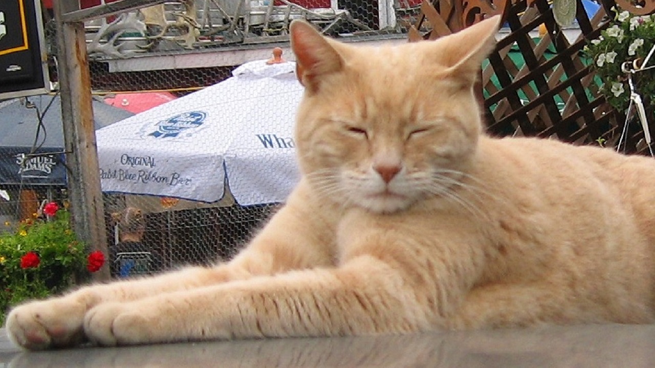 Stubbs: O gato que foi prefeito de uma cidade
