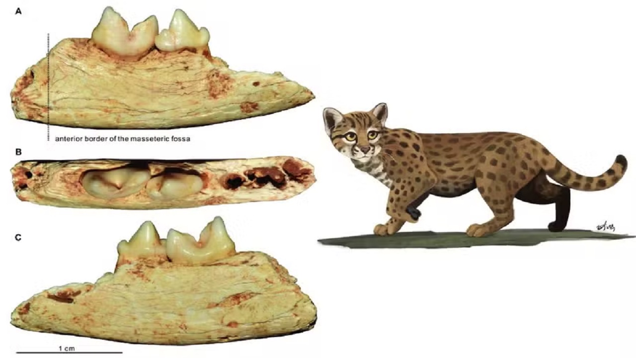 Fóssil do ‘menor gato do mundo’ é encontrado em caverna na China