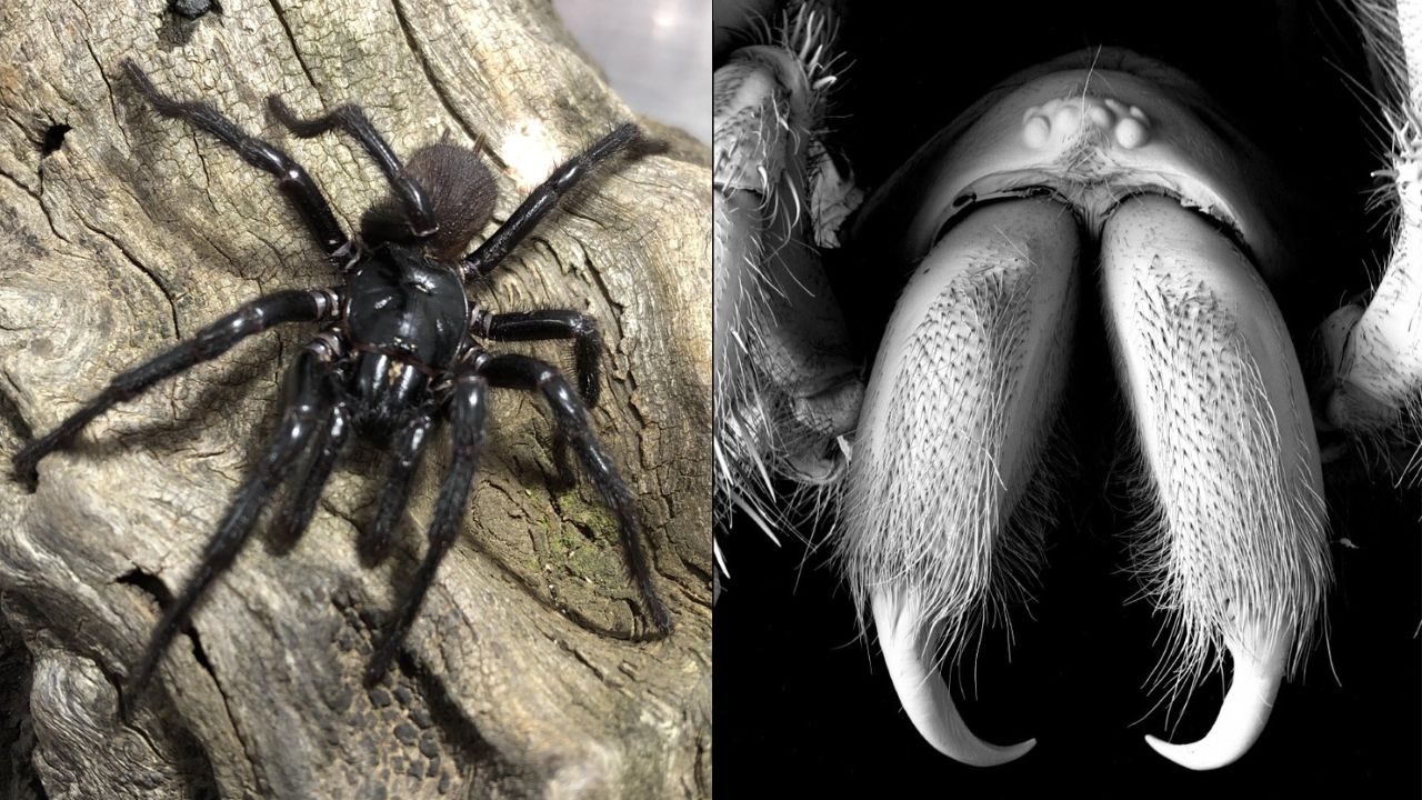 Cientistas descobrem uma nova espécie de uma das aranhas mais letais do mundo