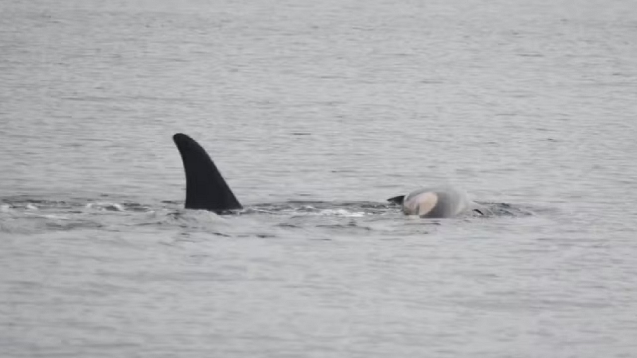 Em luto, orca é vista carregando o corpo de seu filhote morto
