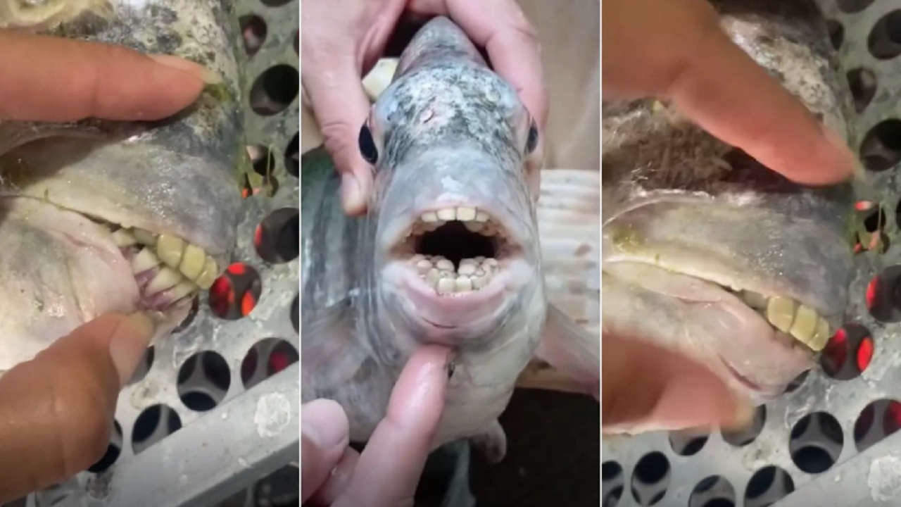 Peixe com ‘dentes humanos’ vira sensação nas redes sociais