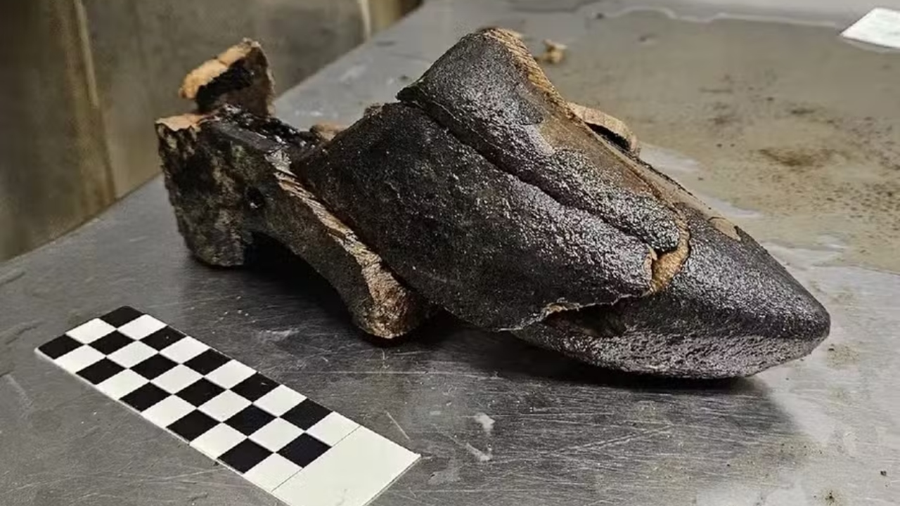 A valiosa ‘cápsula do tempo’ do século 15 encontrada na Holanda