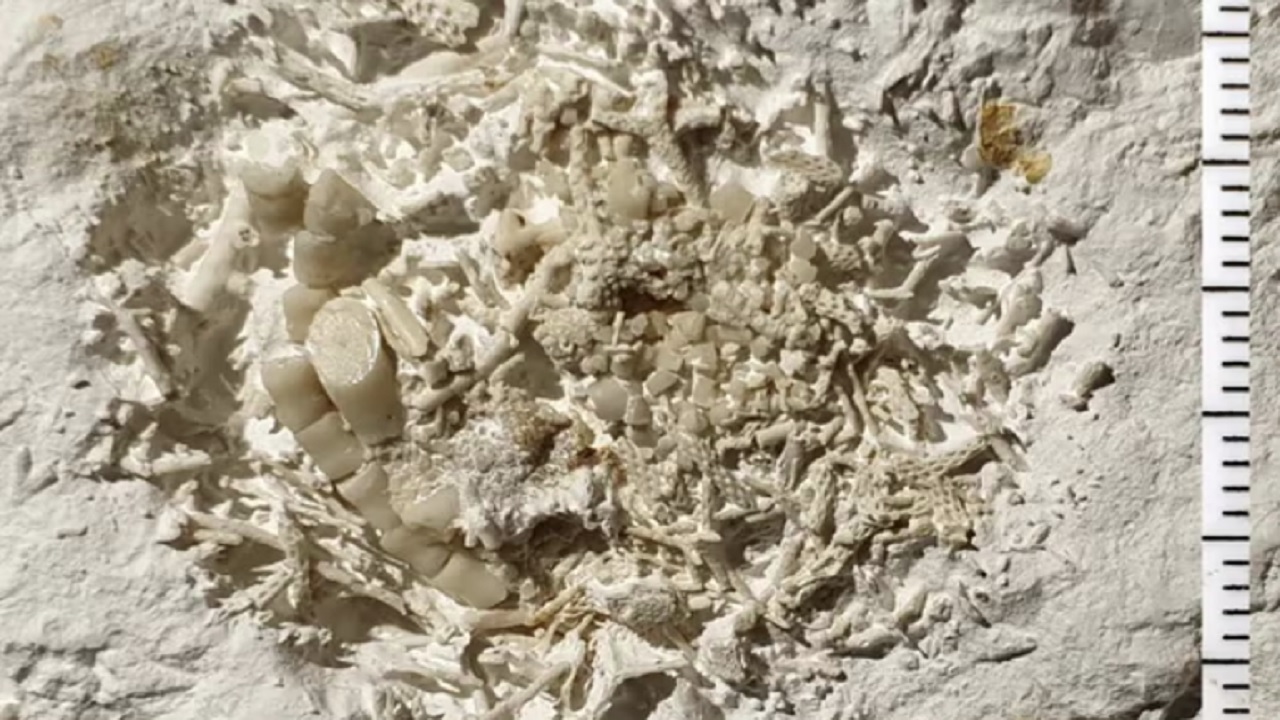 Vômito fossilizado de 66 milhões de anos é descoberto na Dinamarca