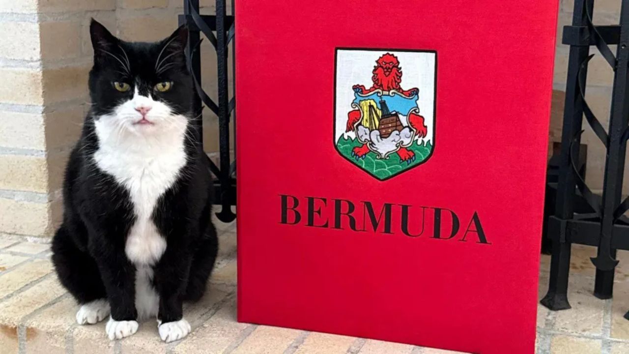 Gato ‘diplomático’ do Reino Unido assume novo cargo nas Bermudas