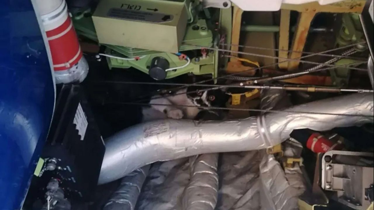 Gato se esconde em avião e atrasa voo por dois dias na Itália